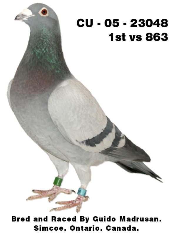 CU – 05 – 23048 Racing Pigeon