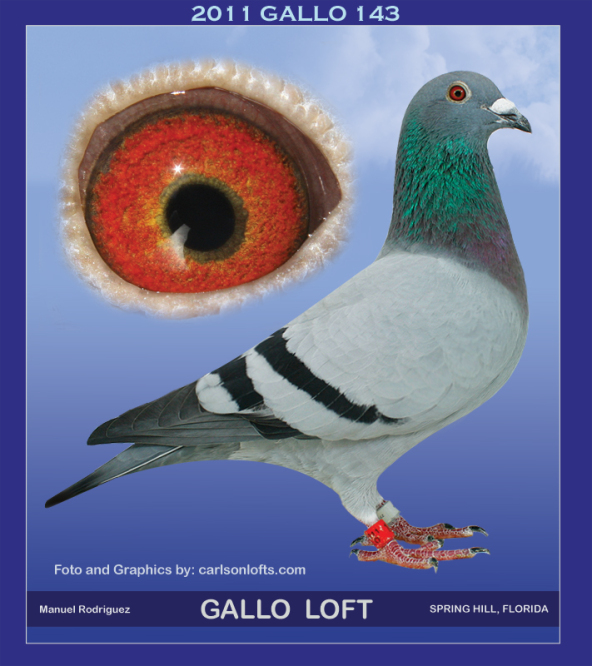 GALLO-143