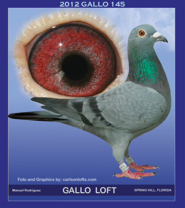 GALLO-145-HEN