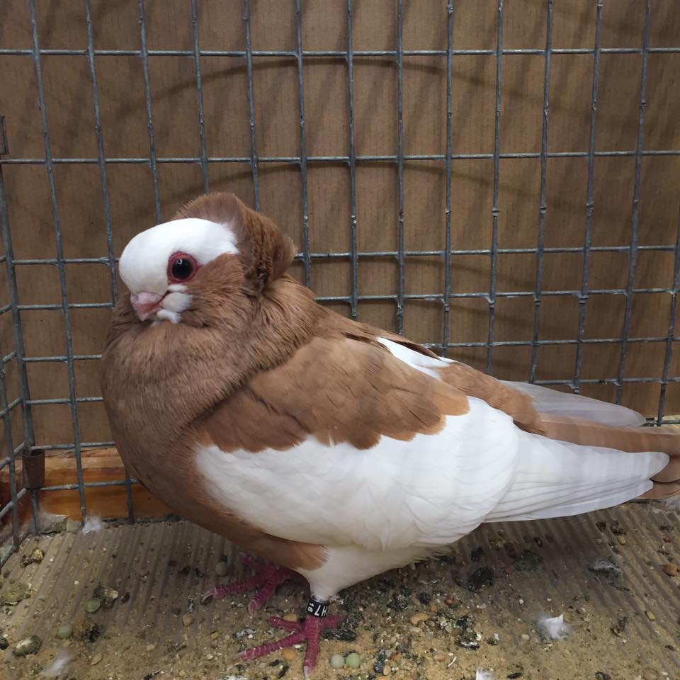 Komorner Tumblers Pigeon Empire