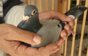 Racing Pigeon