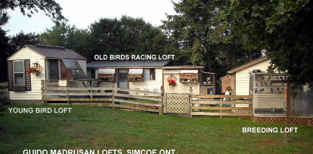 Pigeon Empire Racing Loft - 2013