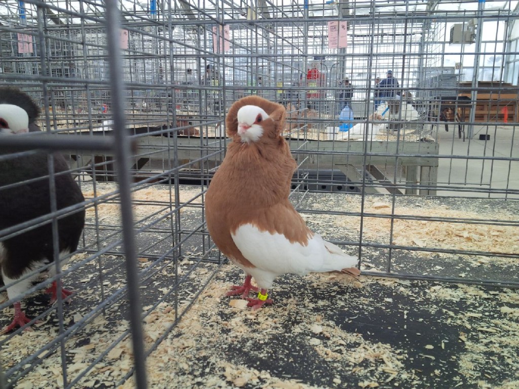 Yellow hen. Champion Komorner , Champion open Show and 1st res. Champion of show. Sarnia 2014